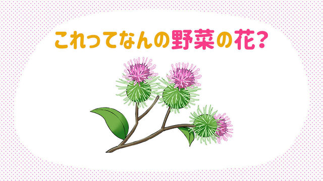 レタス ごぼう アスパラガスなど見る機会が少ない野菜の花6選 Antenna アンテナ