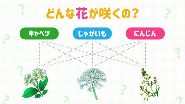 自由研究の実験に 水に浮く野菜or沈む野菜は 何で決まる Antenna アンテナ
