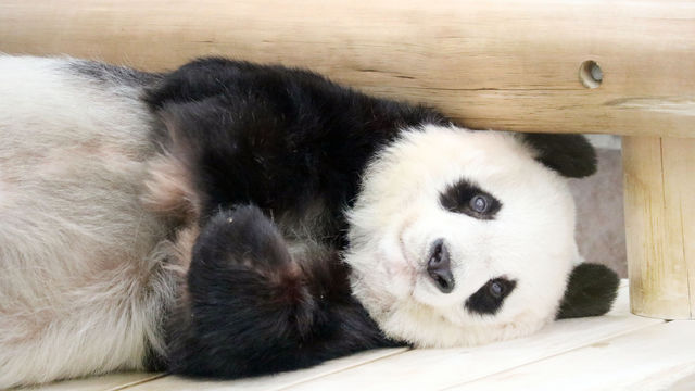 癒しの 動物の赤ちゃん をライブ中継や動画で 可愛すぎる アニマル動画 ５選 Antenna アンテナ