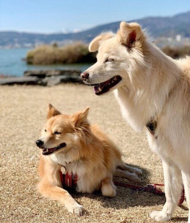 犬がいない暮らしの記憶 穴澤賢の犬のはなし Antenna アンテナ