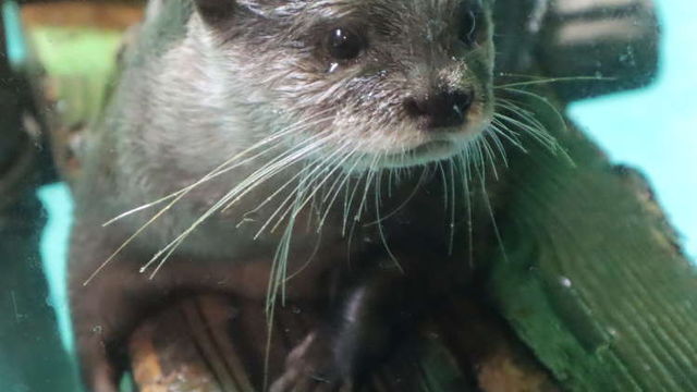 16人にアンケート 動物園 水族館の好きな動物ランキング1位は 嫌いな理由 が笑えるワースト5も紹介 Antenna アンテナ