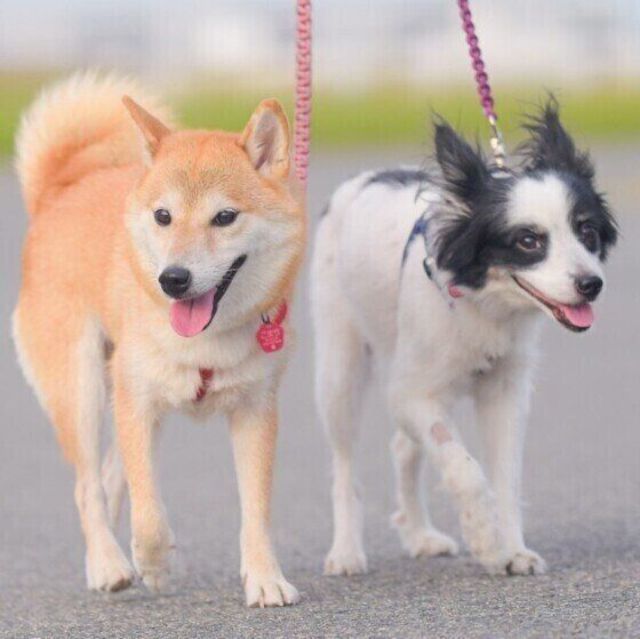 攻撃的 怖がり 愛犬の性格に寄り添うためにできること Antenna アンテナ