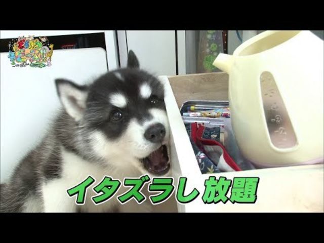 シベリアンハスキー シベリアンハスキーのまとめ動画 パピー 子犬 かわいい Antenna アンテナ