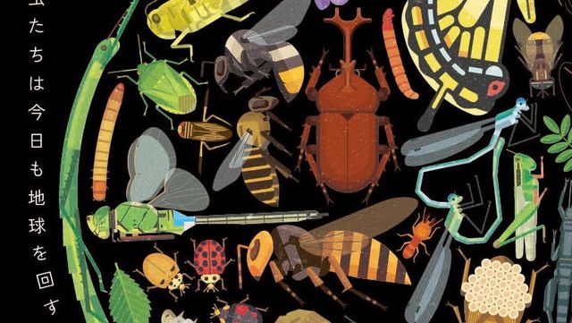 オーストラリアで発見された新種の甲虫3種が 3匹の伝説の鳥ポケモン にちなんで命名される Antenna アンテナ