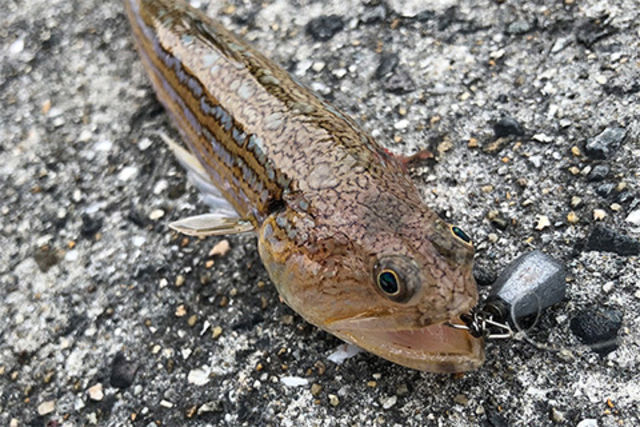 この春 釣りを始めてみたい シンプルな エサ釣り で初心者も爆釣できるコツを解説 Antenna アンテナ