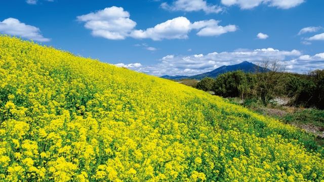 青森県 22年版 春の絶景 風物詩6選 菜の花と岩木山残雪のコラボ美景 Antenna アンテナ