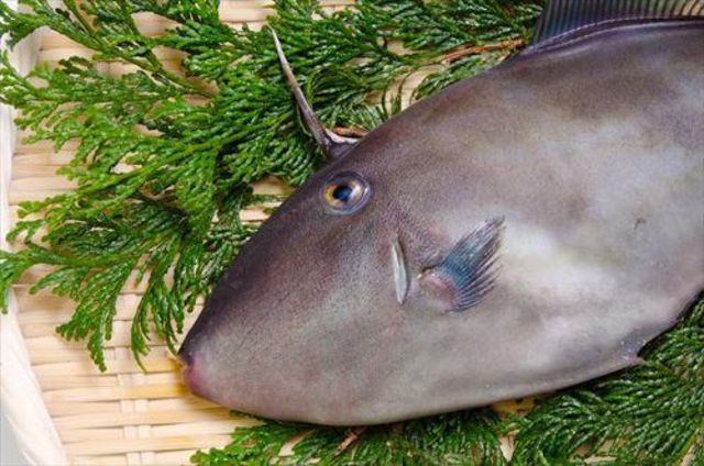 ウマヅラハギってどんな魚 さばき方や美味しい肝の食べ方も解説 Antenna アンテナ