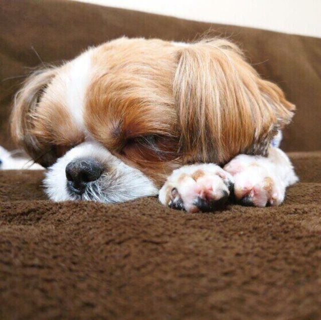 夢を見る 寝言をいう 睡眠にまつわる犬と人の意外な共通点とは Antenna アンテナ