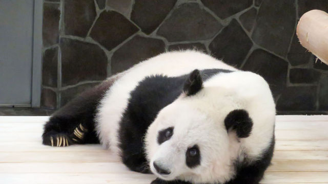 16人にアンケート 動物園 水族館の好きな動物ランキング1位は 嫌いな理由 が笑えるワースト5も紹介 Antenna アンテナ