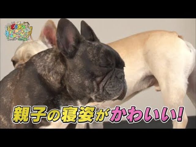 フレンチブルドッグ 親子 ハプニング 寝起き かわいい犬まとめ動画 Antenna アンテナ