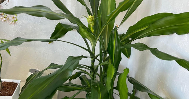 十数年に一度の奇跡 ドラセナの花が咲きました Antenna アンテナ