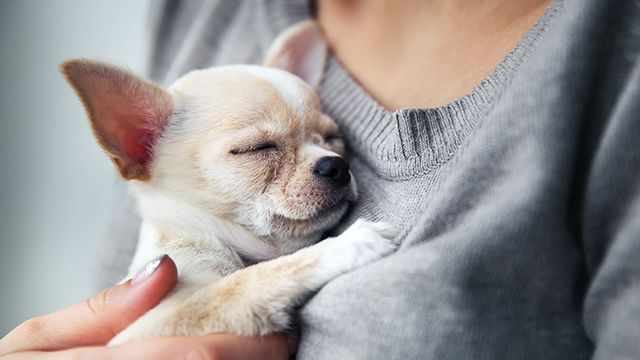 チワワ おすわり なかよし 大家族 かわいい犬まとめ動画 Antenna アンテナ