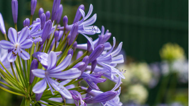 四つ葉のクローバーの花言葉は復讐ってホント 種類や葉の枚数で変わる意味を紹介 Antenna アンテナ