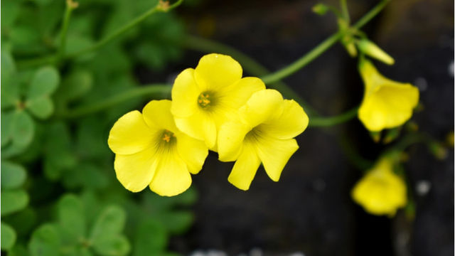 百合 ユリ の花言葉 由来 誕生花 怖い意味は Antenna アンテナ