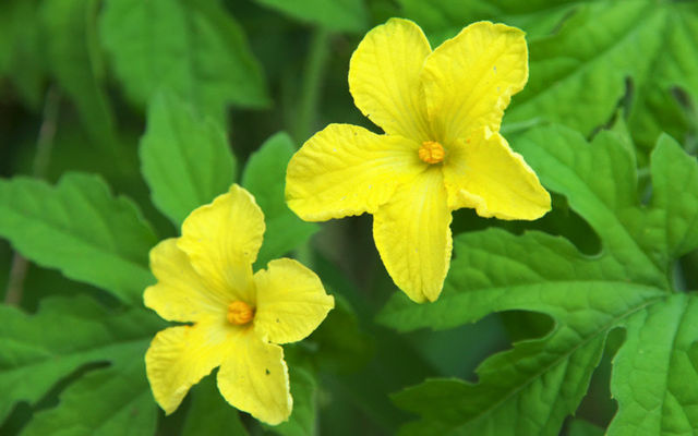 この黄色の花の野菜は 長寿の秘訣と知られる食材です 野菜の花クイズ Antenna アンテナ この黄色の花の野菜は 長寿の秘訣と知られる食材です 野菜の花クイズ Antenna アンテナ