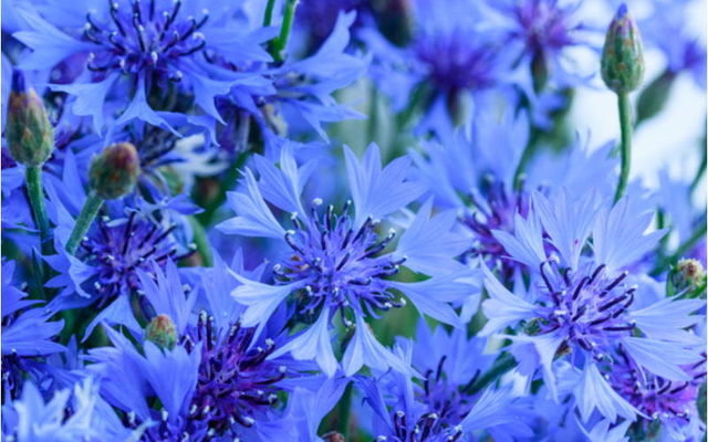 ヤグルマギク の花言葉は独身生活 その由来や種類 育て方を紹介 Antenna アンテナ