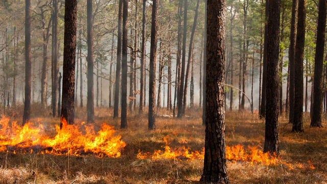 スペイン南部で山火事 00人避難 Antenna アンテナ