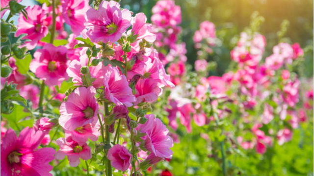 街を彩る モクレン とは 色別の花言葉や名前の由来 特徴などを紹介 Antenna アンテナ