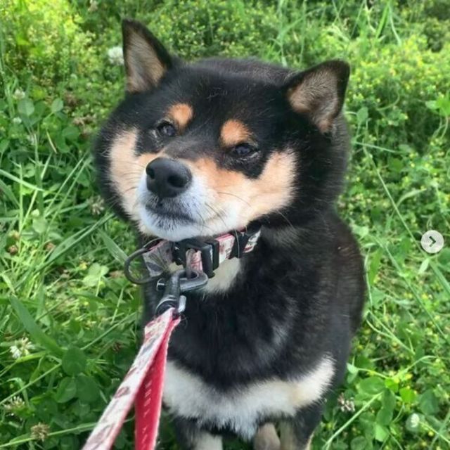 草むらと日陰にうっとりして 帰りたくない柴犬 拒否柴 になった後 可愛すぎる姿に Antenna アンテナ 草むらと日陰にうっとりして 帰りたくない柴犬 拒否柴 になった後 可愛すぎる姿に Antenna アンテナ