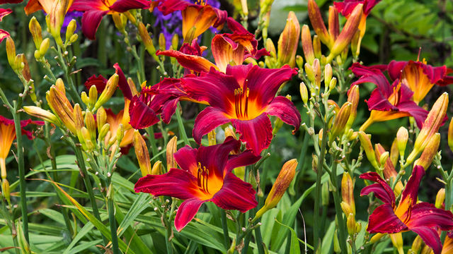 6月18日の花 ヒメユリ 華奢な花姿のユリを和風の一輪挿しに Antenna アンテナ