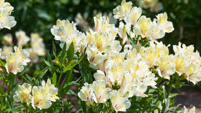 熱帯の花 カンナ の花言葉とは 自宅での育て方やおすすめの品種を紹介 Antenna アンテナ