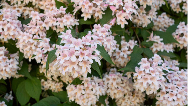 百合 ユリ の花言葉 由来 誕生花 怖い意味は Antenna アンテナ