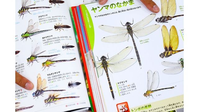 意外と簡単 昆虫標本の作り方 針刺し標本 台紙貼り標本 立体標本 展翅標本 Antenna アンテナ
