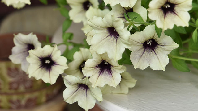 ポーチュラカ の花言葉とは ガーデニングにおすすめの品種を紹介 Antenna アンテナ