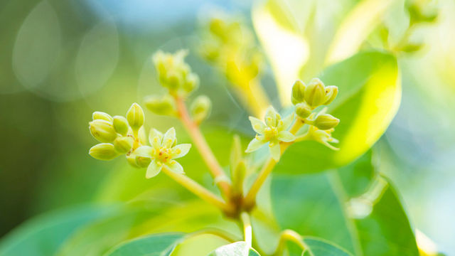 この黄色の花の野菜は 長寿の秘訣と知られる食材です 野菜の花クイズ Antenna アンテナ この黄色の花の野菜は 長寿の秘訣と知られる食材です 野菜の花クイズ Antenna アンテナ