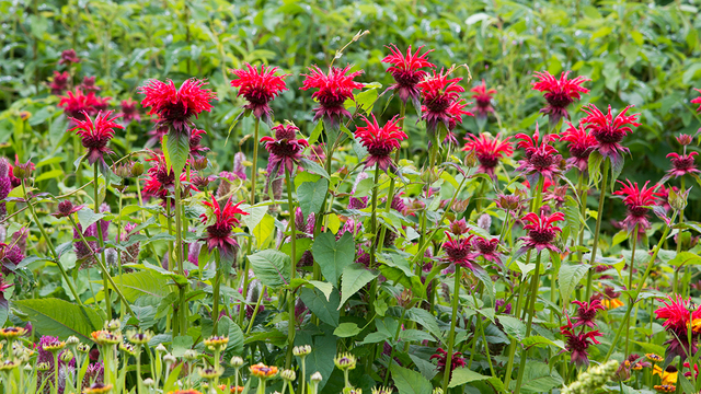 新連載スタート 365日 花散歩に出かけよう 夏を彩る主役花 ユリ Antenna アンテナ