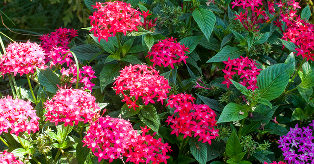 夏の花壇の救世主 ペンタス 星形の小さな花の愛らしさにもご注目 Antenna アンテナ