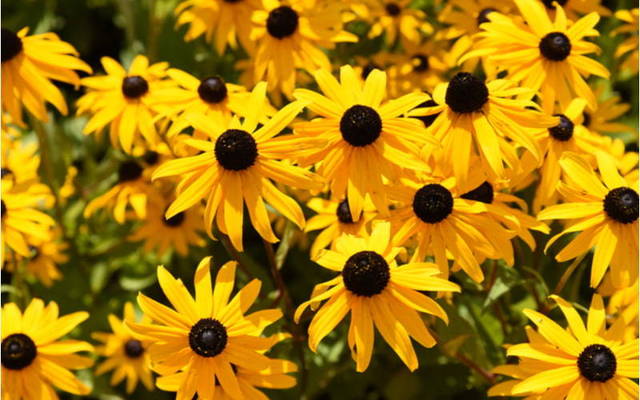 ルドベキア の花言葉とは 人気の品種や育て方 名前の由来を紹介 Antenna アンテナ