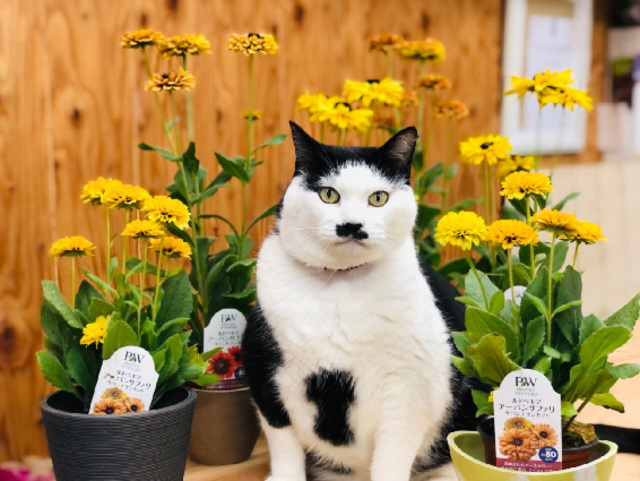 手間いらずでコスパすごっ 真夏の元気印 ルドベキア は見つけたら即買い Antenna アンテナ