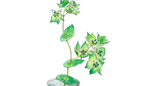 7月27日の花 ブプレリウム 爽やかな緑色 花言葉は初めてのキス Antenna アンテナ