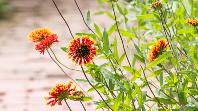 新連載スタート 365日 花散歩に出かけよう 夏を彩る主役花 ユリ Antenna アンテナ
