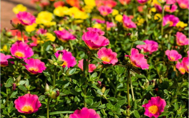 ポーチュラカ の花言葉とは ガーデニングにおすすめの品種を紹介 Antenna アンテナ