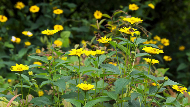 マーガレットの花言葉 別れを意味する怖い意味もある 色や本数の違いも解説 Antenna アンテナ