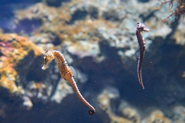 タツノオトシゴ に親戚が イトコやハトコもいる 大人の教養 博識雑学00 Antenna アンテナ