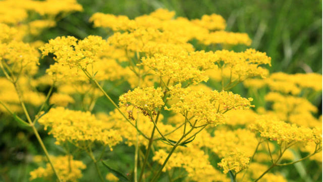 ポーチュラカ の花言葉とは ガーデニングにおすすめの品種を紹介 Antenna アンテナ