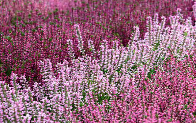 エリカ の花言葉は怖い おすすめの品種や育て方のポイントを紹介 Antenna アンテナ エリカ の花言葉は怖い おすすめの品種や育て方のポイントを紹介 Antenna アンテナ