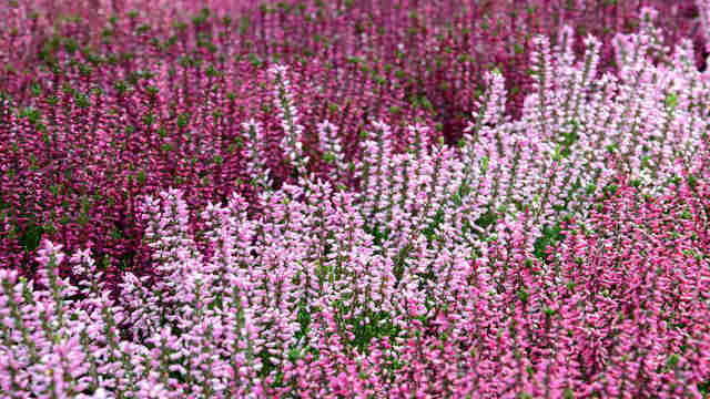 四つ葉のクローバーの花言葉は復讐ってホント 種類や葉の枚数で変わる意味を紹介 Antenna アンテナ