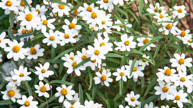 ポーチュラカ の花言葉とは ガーデニングにおすすめの品種を紹介 Antenna アンテナ