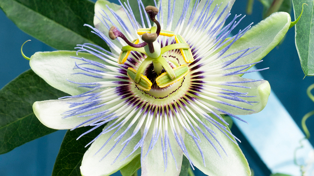 10 5 誕生花 Antenna アンテナ