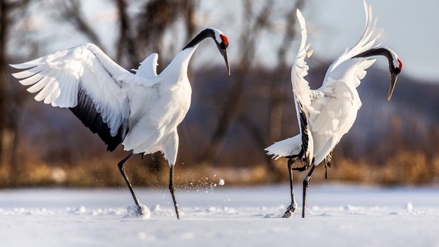 坊主憎けりゃ袈裟まで憎い の意味とは その心理や類語を解説 Antenna アンテナ