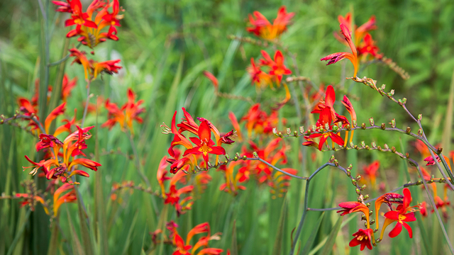 新連載スタート 365日 花散歩に出かけよう 夏を彩る主役花 ユリ Antenna アンテナ