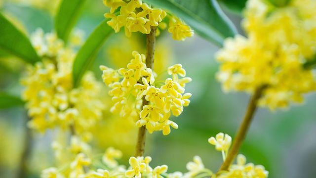 幸せを呼ぶ オリーブ の木 花言葉の由来や風水効果まで詳しく解説 Antenna アンテナ