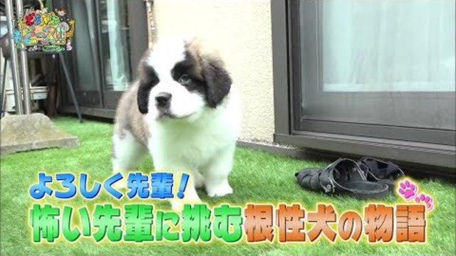 セント バーナード はじめまして の試練 かわいい犬まとめ動画 Antenna アンテナ