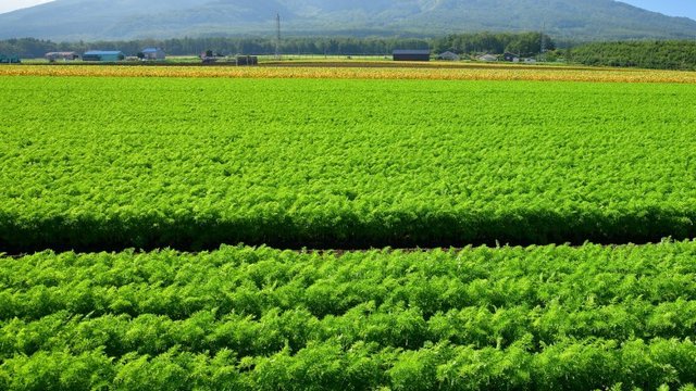 時鮭 読める 幻とも呼ばれる北海道の高級食材 難読漢字クイズ Antenna アンテナ