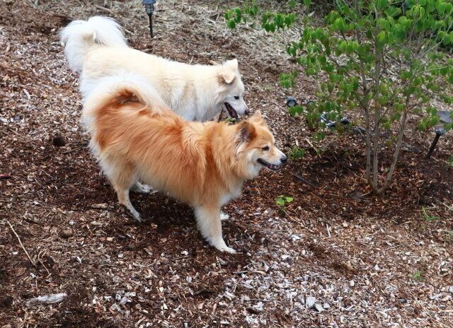 犬のために変わったこと 穴澤賢の犬のはなし Antenna アンテナ