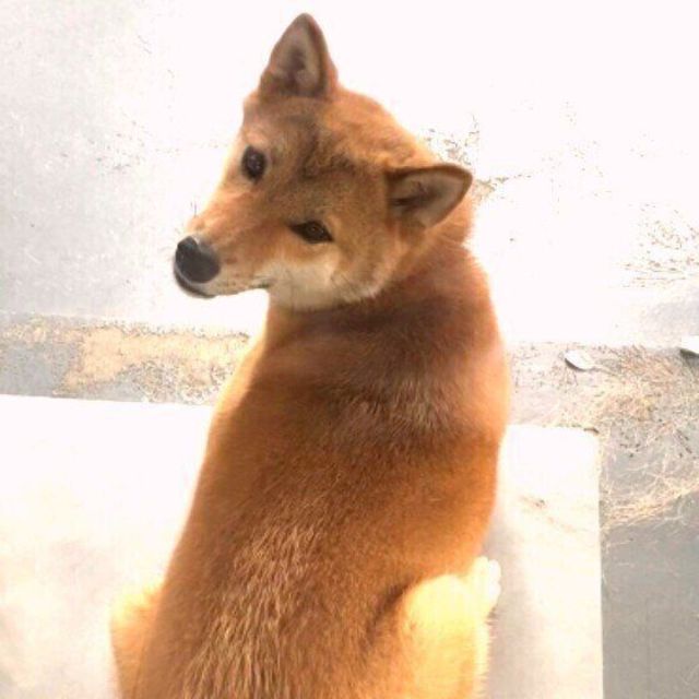 犬が 飼い主さんに背中をむける のはなぜ Antenna アンテナ 犬が 飼い主さんに背中をむける のはなぜ Antenna アンテナ